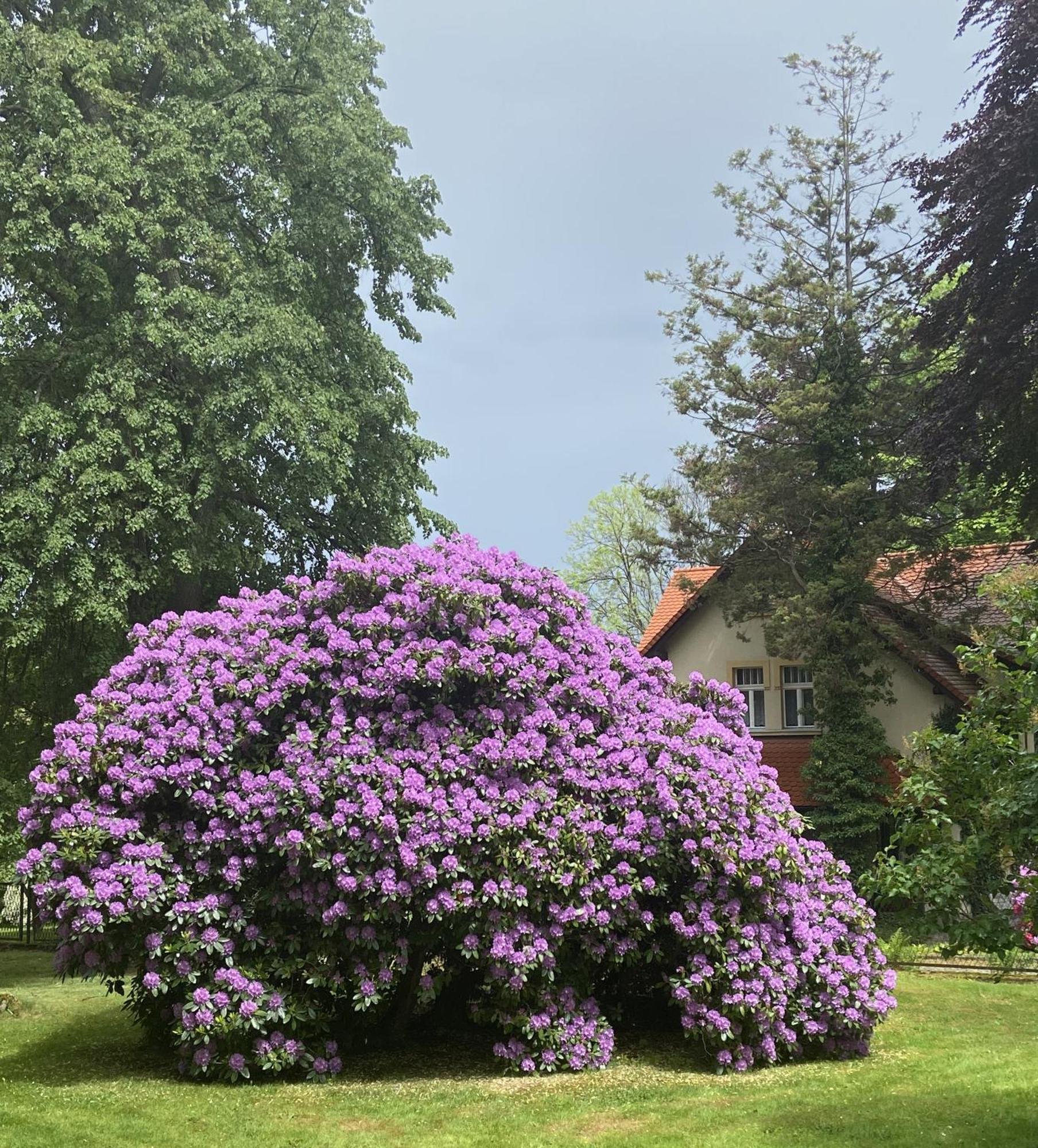 Villa Parkowa 5 Świeradów-Zdrój Dış mekan fotoğraf